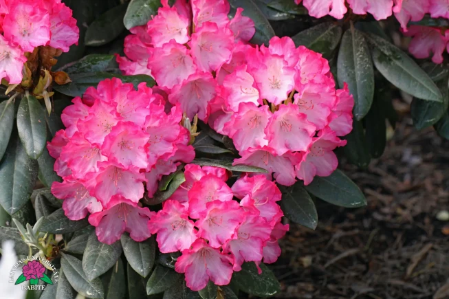 Rhododendron   'Fantastica'